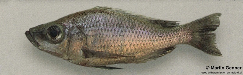 Diplotaxodon altus 'Chipoka'